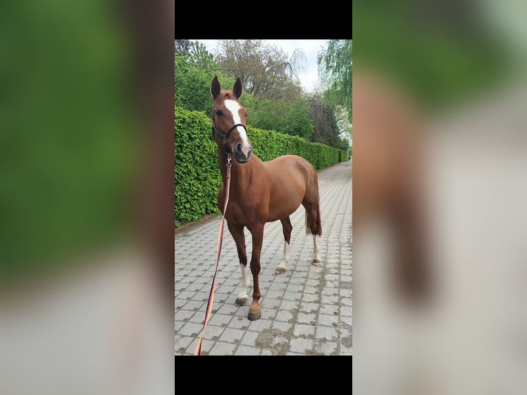 Oldenbourg Jument 8 Ans 165 cm Alezan in Bonn Niederholtorf