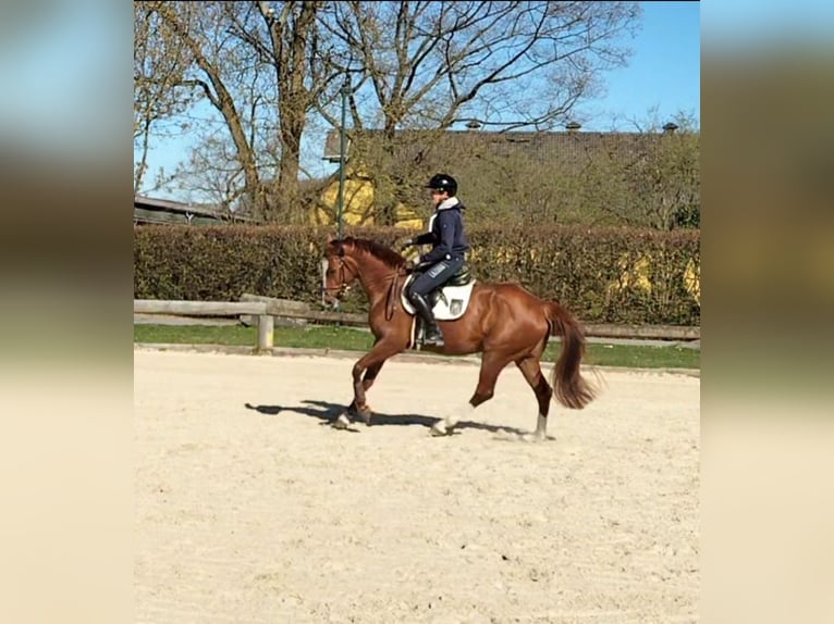 Oldenbourg Jument 8 Ans 165 cm Alezan in Bonn Niederholtorf