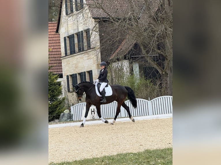Oldenbourg Jument 8 Ans 165 cm Bai brun in Uehlfeld