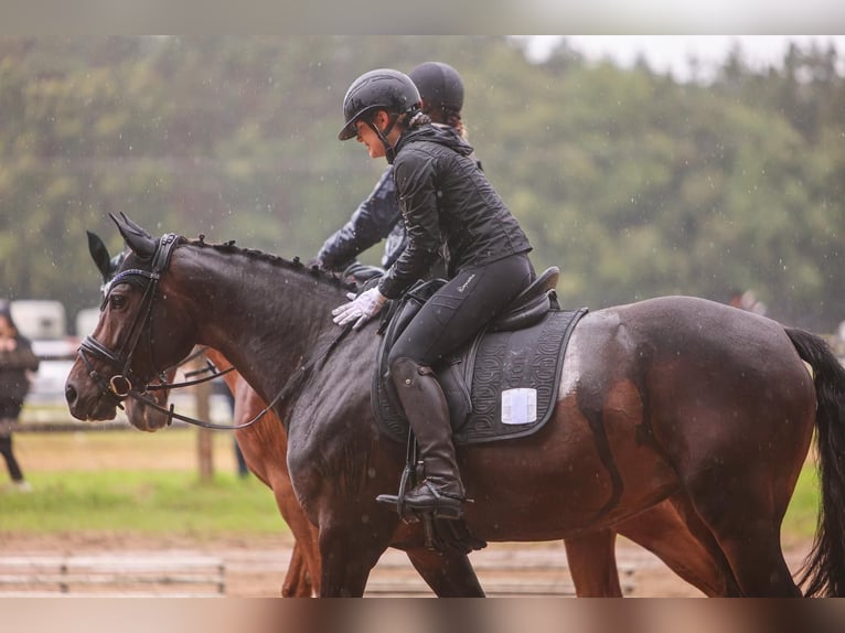 Oldenbourg Jument 8 Ans 165 cm Bai brun in Uehlfeld