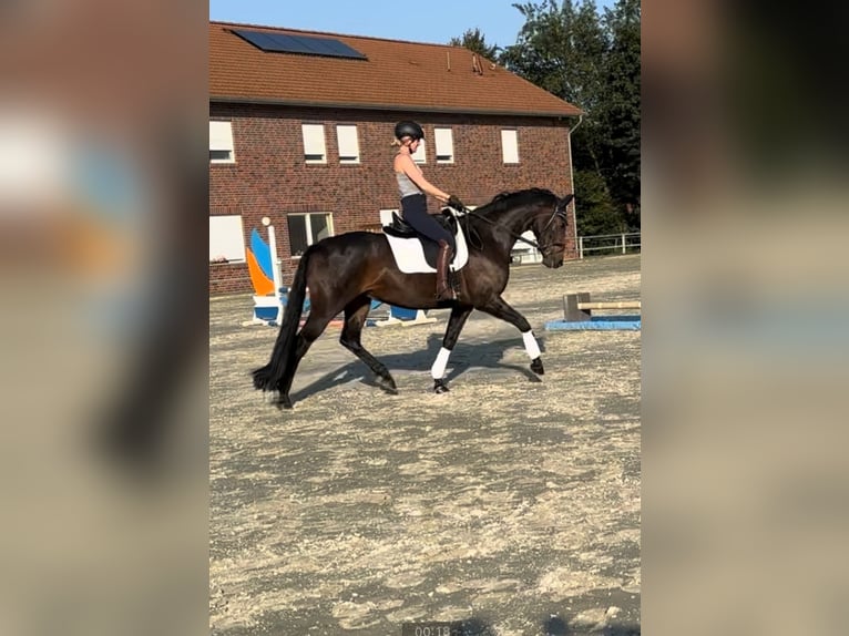 Oldenbourg Jument 8 Ans 165 cm Bai brun in Vechta