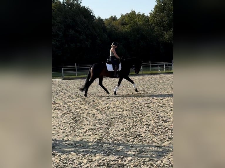 Oldenbourg Jument 8 Ans 165 cm Bai brun in Vechta