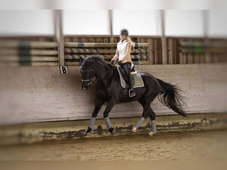 Oldenbourg Jument 8 Ans 165 cm Bai brun foncé in Hohentengen