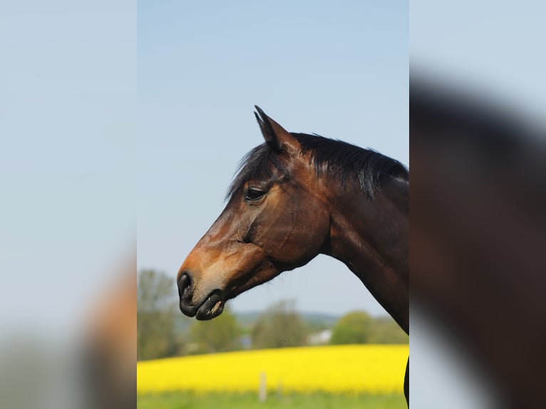 Oldenbourg Jument 8 Ans 165 cm Bai in Bad Doberan