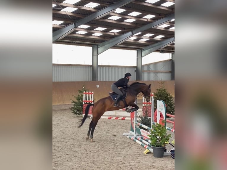 Oldenbourg Jument 8 Ans 165 cm Bai in Berne