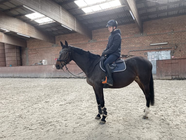 Oldenbourg Jument 8 Ans 165 cm Bai in Lindhorst