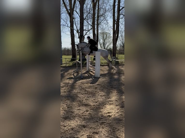 Oldenbourg Jument 8 Ans 165 cm Blanc in Augsburg