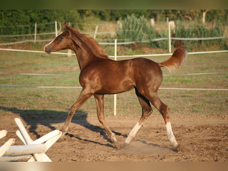 Oldenbourg Jument 8 Ans 166 cm Alezan brûlé in Friesack