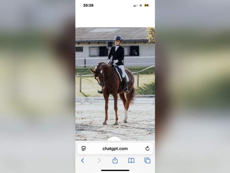 Oldenbourg Jument 8 Ans 166 cm Alezan brûlé in Friesack