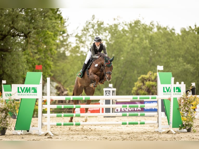Oldenbourg Jument 8 Ans 166 cm Alezan in Lienen