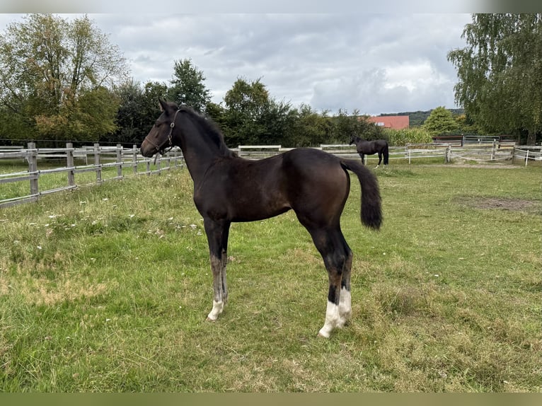 Oldenbourg Jument 8 Ans 166 cm Bai brun foncé in Lengerich