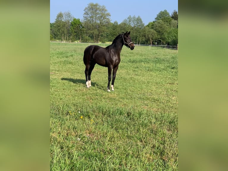 Oldenbourg Jument 8 Ans 166 cm Bai brun foncé in Lengerich