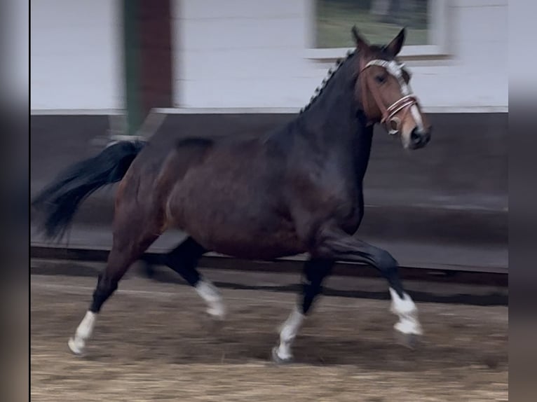Oldenbourg Jument 8 Ans 166 cm Bai brun foncé in Bramsche