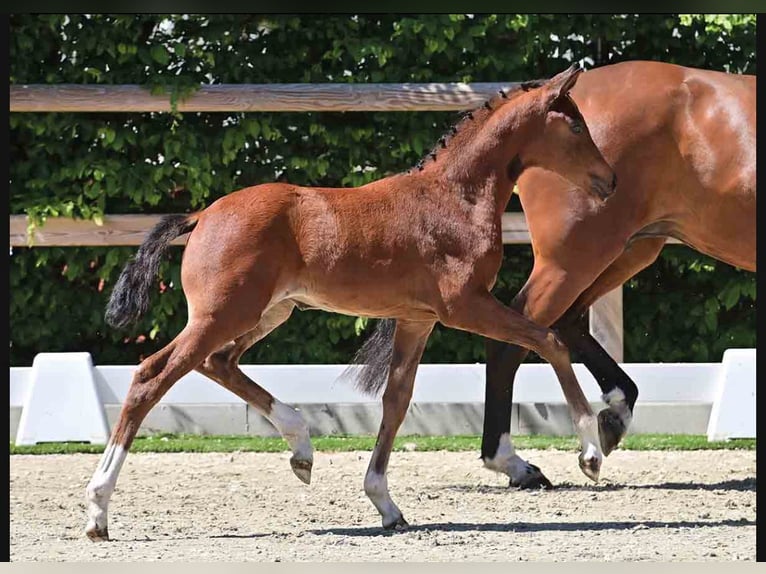 Oldenbourg Jument 8 Ans 166 cm Bai in Bramsche