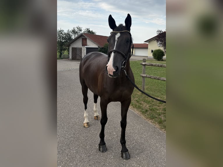 Oldenbourg Jument 8 Ans 166 cm Noir in Altusried