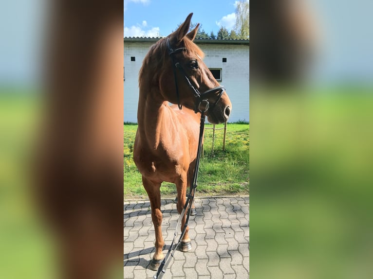 Oldenbourg Jument 8 Ans 167 cm Alezan in Barenburg