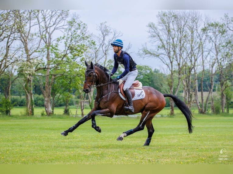 Oldenbourg Jument 8 Ans 167 cm Bai brun in Bakum