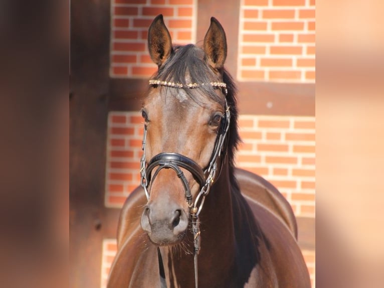 Oldenbourg Jument 8 Ans 167 cm Bai brun in Bakum