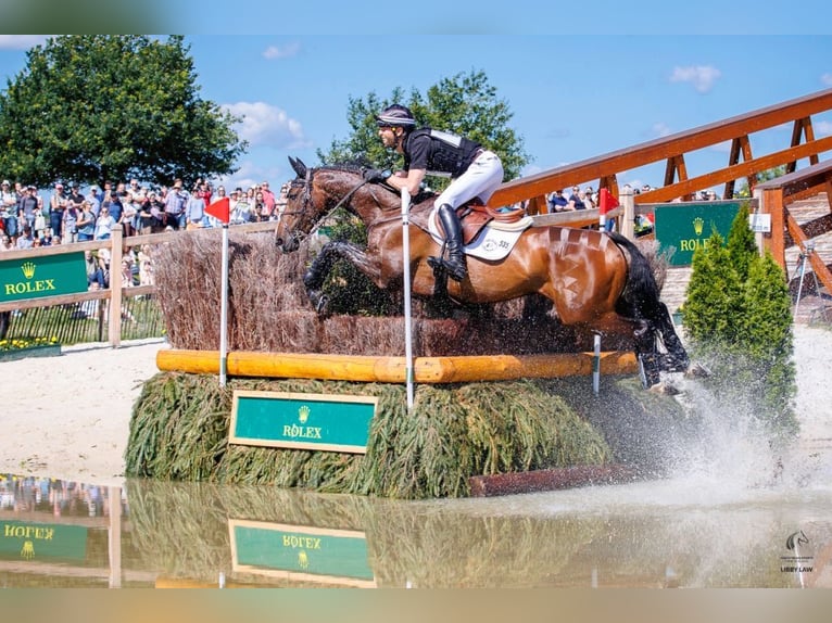 Oldenbourg Jument 8 Ans 167 cm Bai brun in Bakum