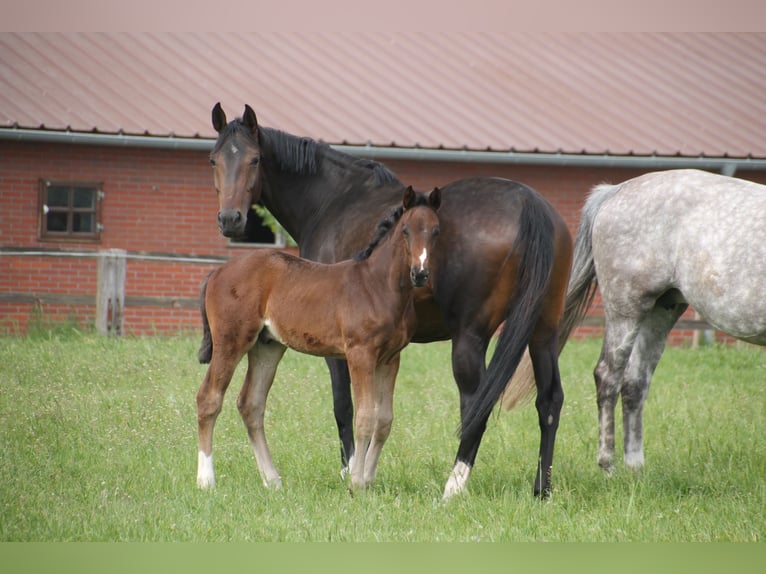 Oldenbourg Jument 8 Ans 167 cm Bai brun in Bakum