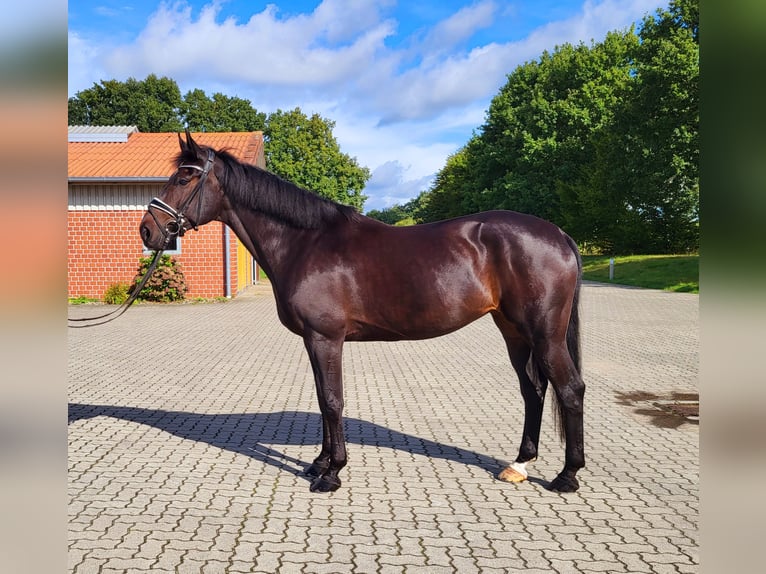 Oldenbourg Jument 8 Ans 167 cm Bai brun foncé in Frelsdorf