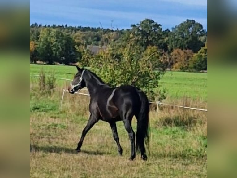 Oldenbourg Jument 8 Ans 167 cm Bai brun foncé in Kummersdorf