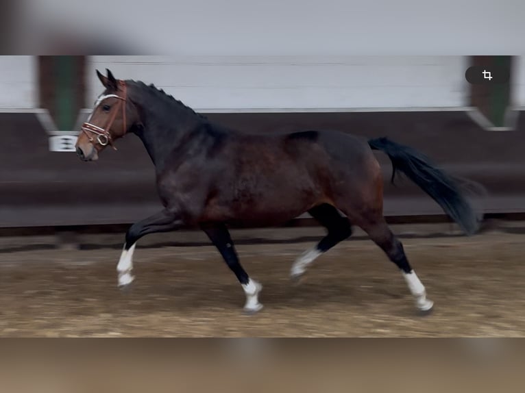 Oldenbourg Jument 8 Ans 167 cm Bai brun foncé in Bramsche