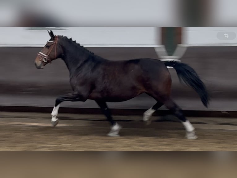 Oldenbourg Jument 8 Ans 167 cm Bai brun foncé in Bramsche