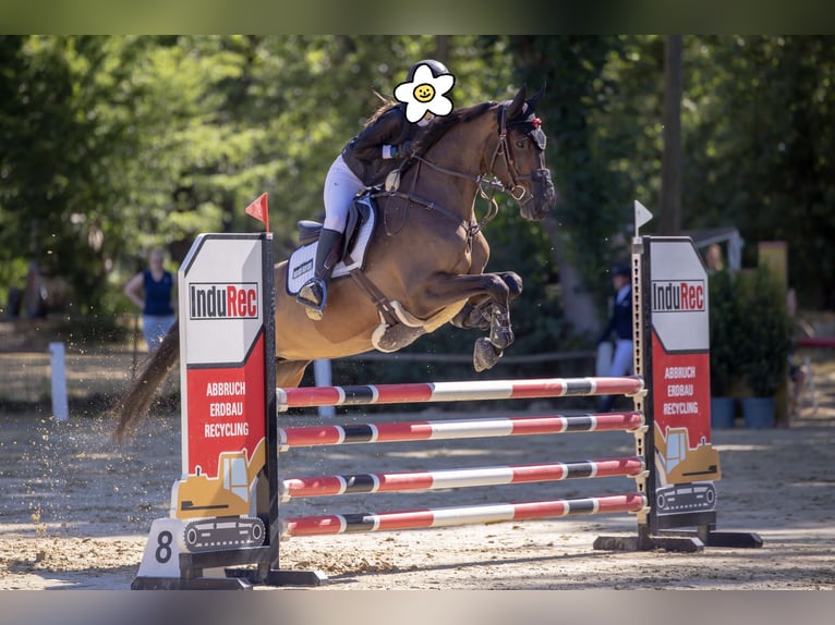 Oldenbourg Jument 8 Ans 167 cm Bai in Speyer
