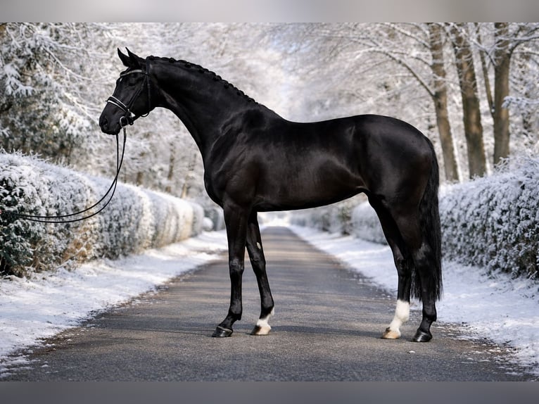 Oldenbourg Jument 8 Ans 167 cm Noir in Zalaegerszeg