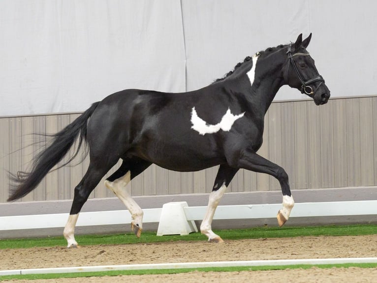 Oldenbourg Jument 8 Ans 167 cm Pinto in Münster