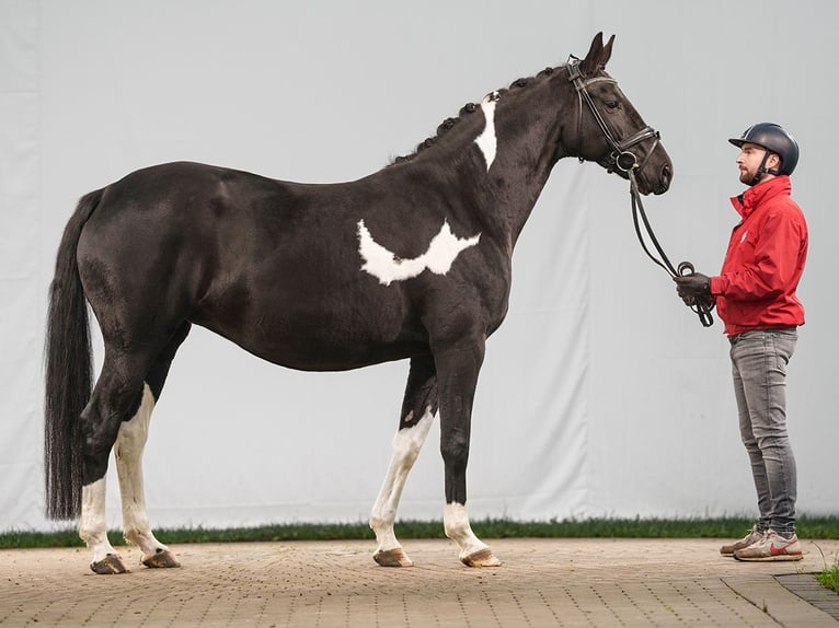 Oldenbourg Jument 8 Ans 167 cm Pinto in Münster