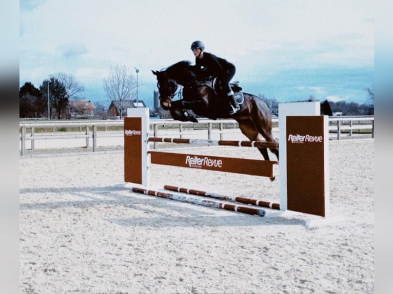 Oldenbourg Jument 8 Ans 168 cm Bai brun in L&#xFC;btheen