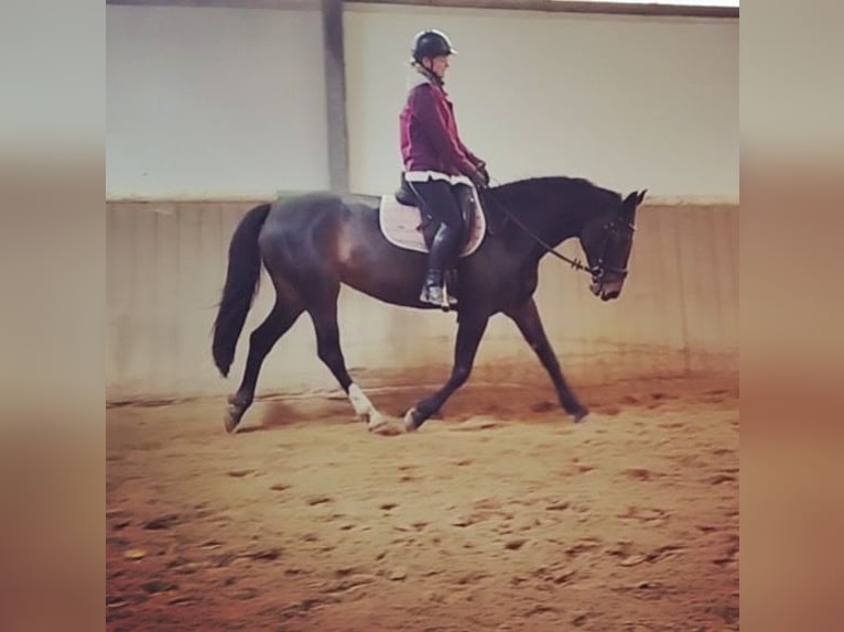 Oldenbourg Jument 8 Ans 168 cm Bai brun in Mechelroda