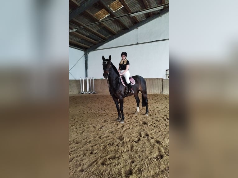 Oldenbourg Jument 8 Ans 168 cm Bai brun in Mechelroda