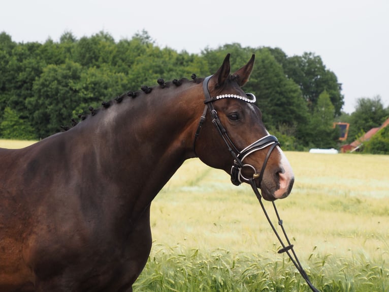 Oldenbourg Jument 8 Ans 168 cm Bai brun in Bramsche