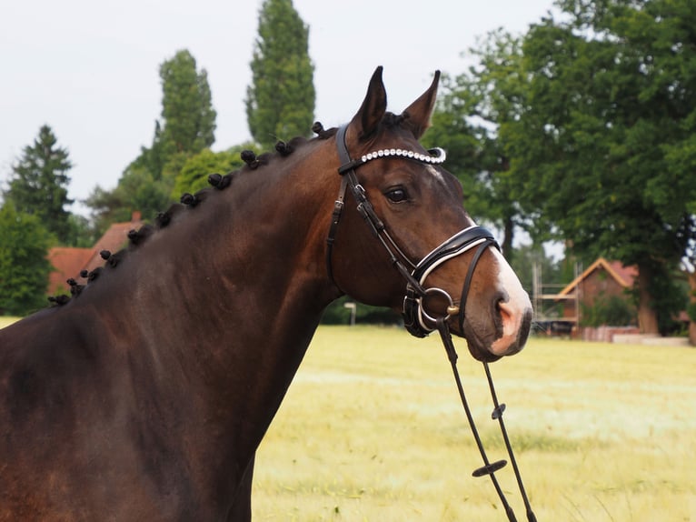 Oldenbourg Jument 8 Ans 168 cm Bai brun in Bramsche