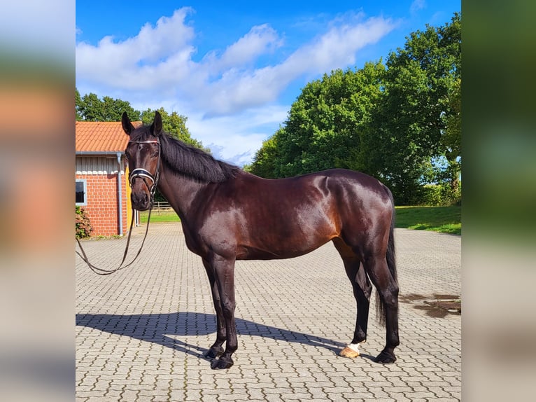 Oldenbourg Jument 8 Ans 168 cm Bai brun foncé in Frelsdorf