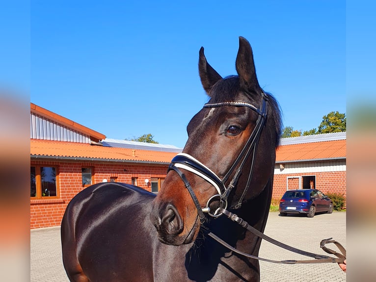 Oldenbourg Jument 8 Ans 168 cm Bai brun foncé in Frelsdorf