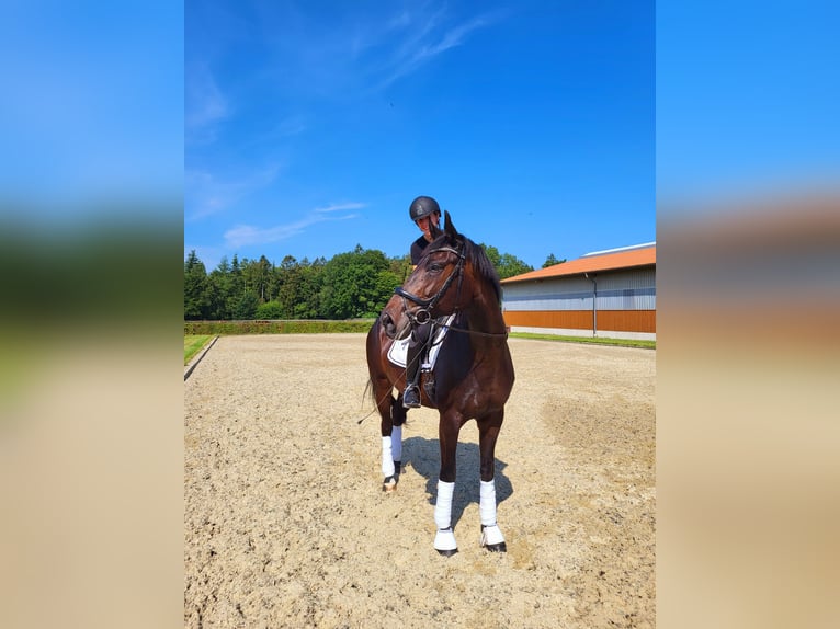 Oldenbourg Jument 8 Ans 168 cm Bai brun foncé in Frelsdorf