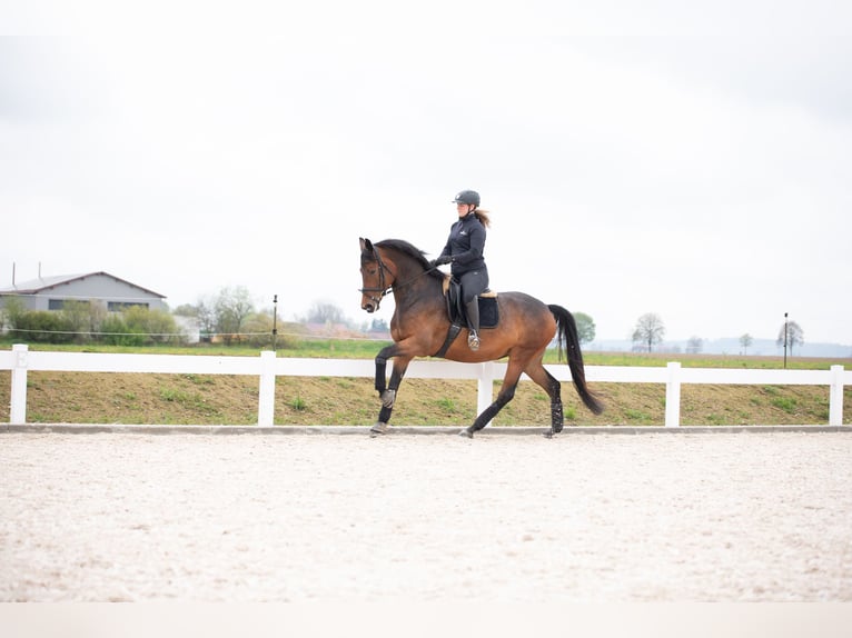 Oldenbourg Jument 8 Ans 168 cm Bai in Hawangen