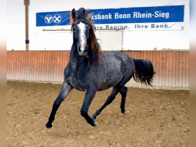 Oldenbourg Jument 8 Ans 168 cm Gris in Windeck