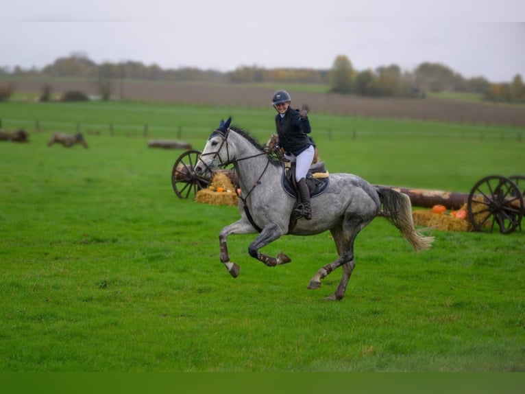 Oldenbourg Jument 8 Ans 168 cm Gris in Windeck