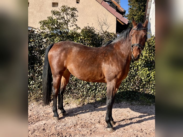 Oldenbourg Jument 8 Ans 169 cm Bai in Sonnefeld