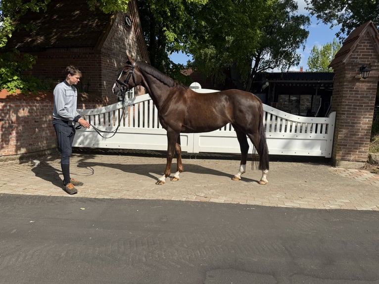 Oldenbourg Jument 8 Ans 170 cm Alezan brûlé in Oeversee