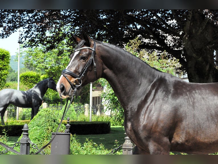 Oldenbourg Jument 8 Ans 170 cm Bai brun in Kronberg im Taunus