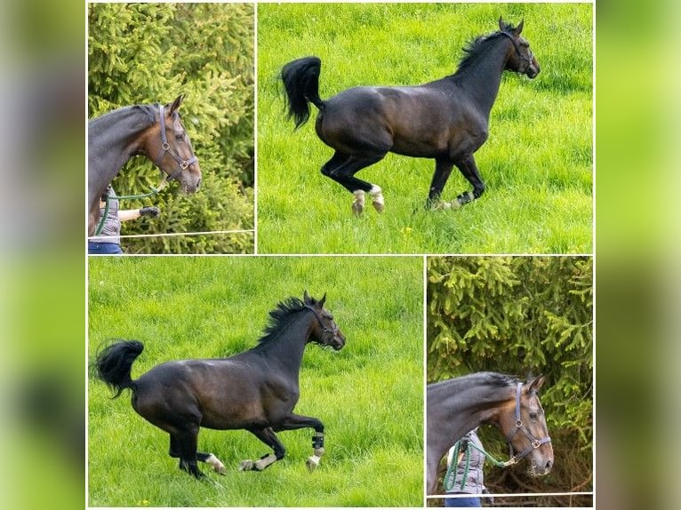 Oldenbourg Jument 8 Ans 170 cm Bai brun foncé in Kusterdingen