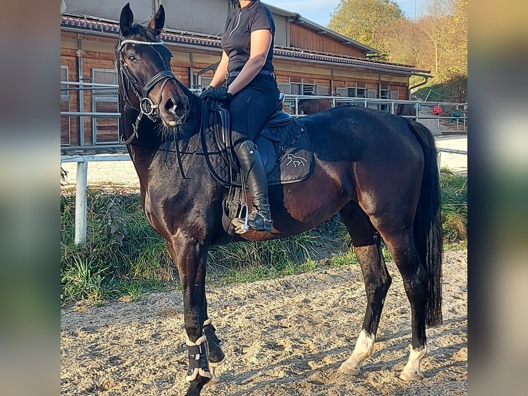 Oldenbourg Jument 8 Ans 170 cm Bai brun foncé in Kusterdingen