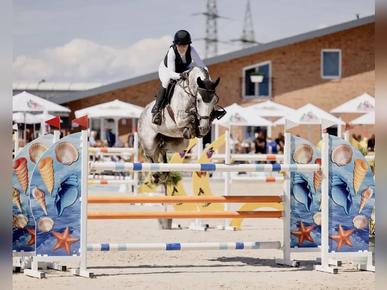 Oldenbourg Jument 8 Ans 170 cm  in Bruchsal