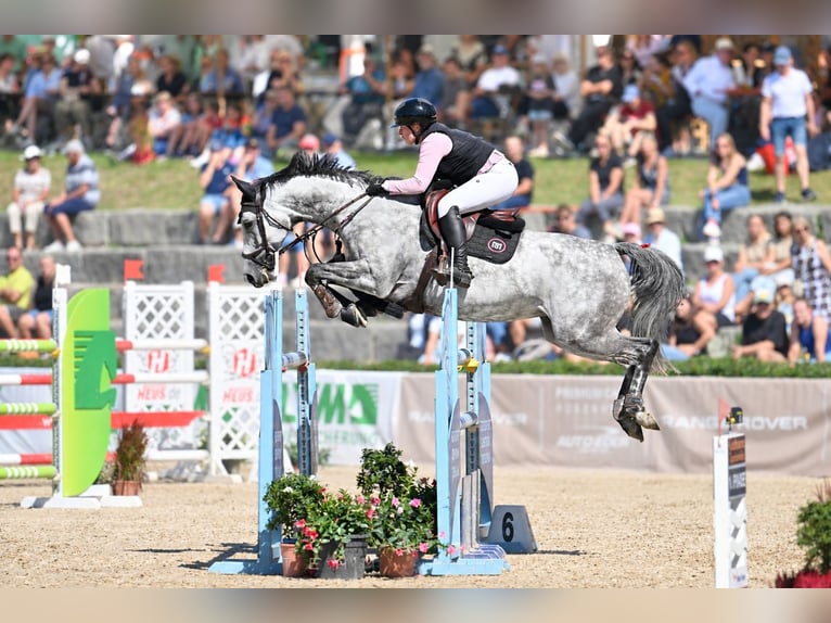 Oldenbourg Jument 8 Ans 170 cm  in Bruchsal